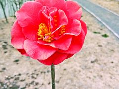 -合肥滨湖国家森林公园