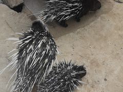 -上方山森林动物世界