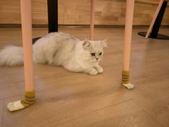 -猫腻·猫咖·撸猫馆(星光大道店)