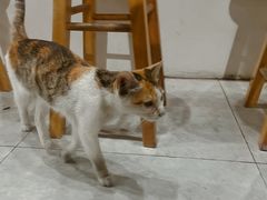 -In Cafe隐食研室