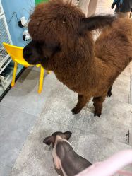-神奇动物撸宠馆·羊驼·小浣熊·异宠(豫园店)