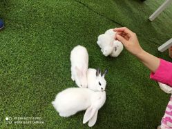 -萌宠亲子动物乐园(槐房万达店)