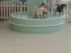 -怪兽屋·羊驼·猫咖·狗咖(俊华广场店)