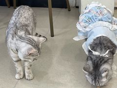 -共舞时光猫咖·狗咖(新街口店)