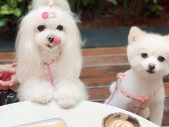 燕麦曲奇拿铁-M Stand(BFC外滩金融中心店)