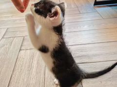 -COTTON CAFE(德信·中外公寓店)