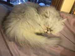 -more than meow吴止猫主题餐厅(承德 中船汇店)