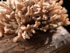 -畲乡一品鱼府土菜馆