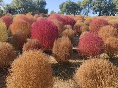 -春花秋色城市公园