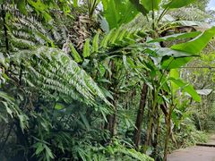 -海南热带雨林国家公园吊罗山景区