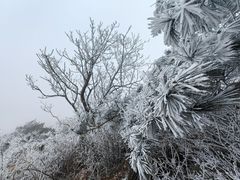 -鲁山国家森林公园
