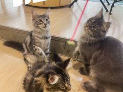 -十年猫舍·猫咪专门店(普陀店)