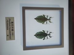 -上海昆虫博物馆