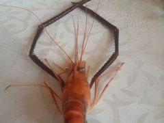 android_upload_pic-御满江海鲜酒家(洛溪新城店)
