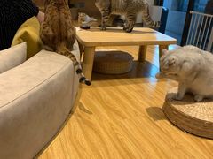 -啵啵喵·猫咖(攀华国际店)