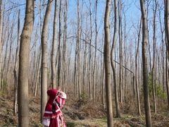 -合肥滨湖国家森林公园