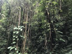 -莫里热带雨林景区