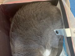 -芭比堂动物医院·犬猫全科·异宠专科(雁塔分院)