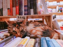 -猫的天空之城概念书店(杭州南宋御街店)