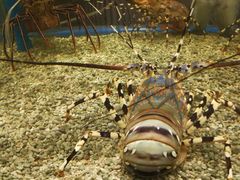 -Isla Sugbu Seafood City