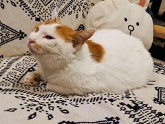 -平行世界·猫咖(首经贸店)