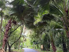 -南宁良凤江国家森林公园