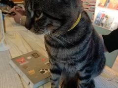 -猫的天空之城概念书店(苏州平江店)