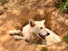 -西霞口神雕山野生动物世界