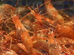 -荣记火锅(青悦城店)