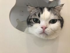-猫域·湾主题猫咖·宠物吧(南坪城市广场店)