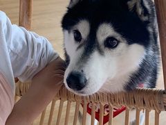 春杏-Husky Go! 哈士奇体验馆·宠物咖啡厅狗咖