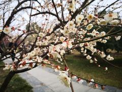 -香雪海