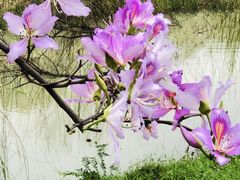 -广东花都湖国家湿地公园
