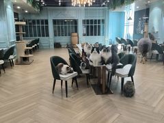 -安格丽娜·狗咖·猫咖羊驼咖(春熙路百盛商场店)