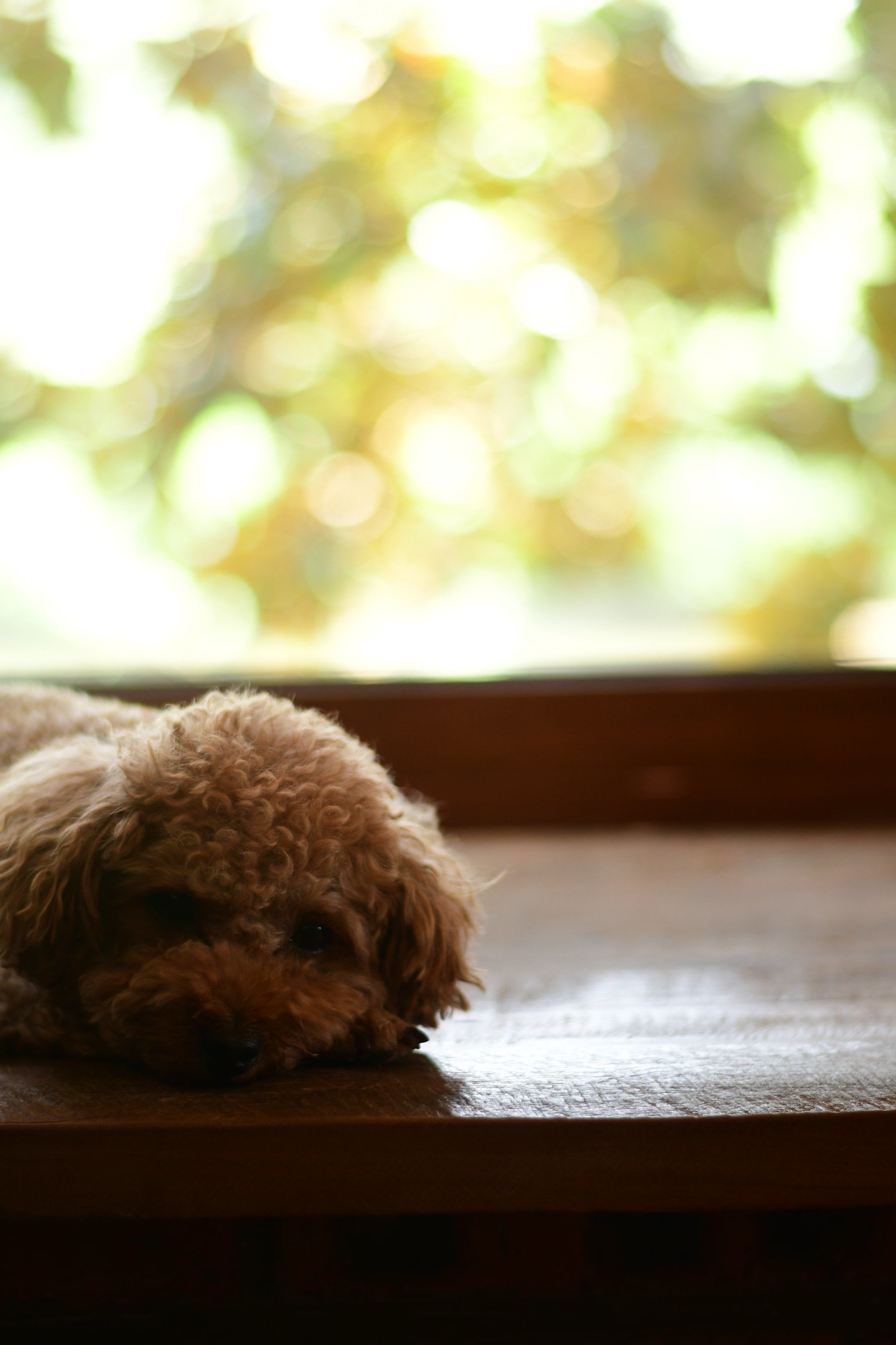 和皮皮对话的沉静式夏日午后