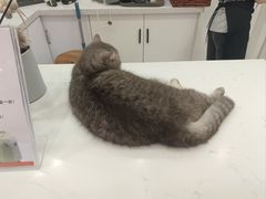 -喵园·猫主题咖啡厅·撸猫·猫咖(国贸店)
