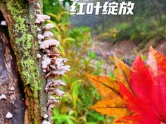 -大连天门山国家森林公园