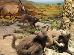 -国家自然博物馆