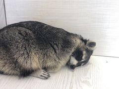 -浣熊柯尔鸭土拨鼠·电玩咖