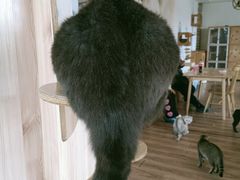 -猫的茶·猫咖