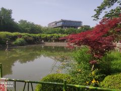 -嘉定紫藤园