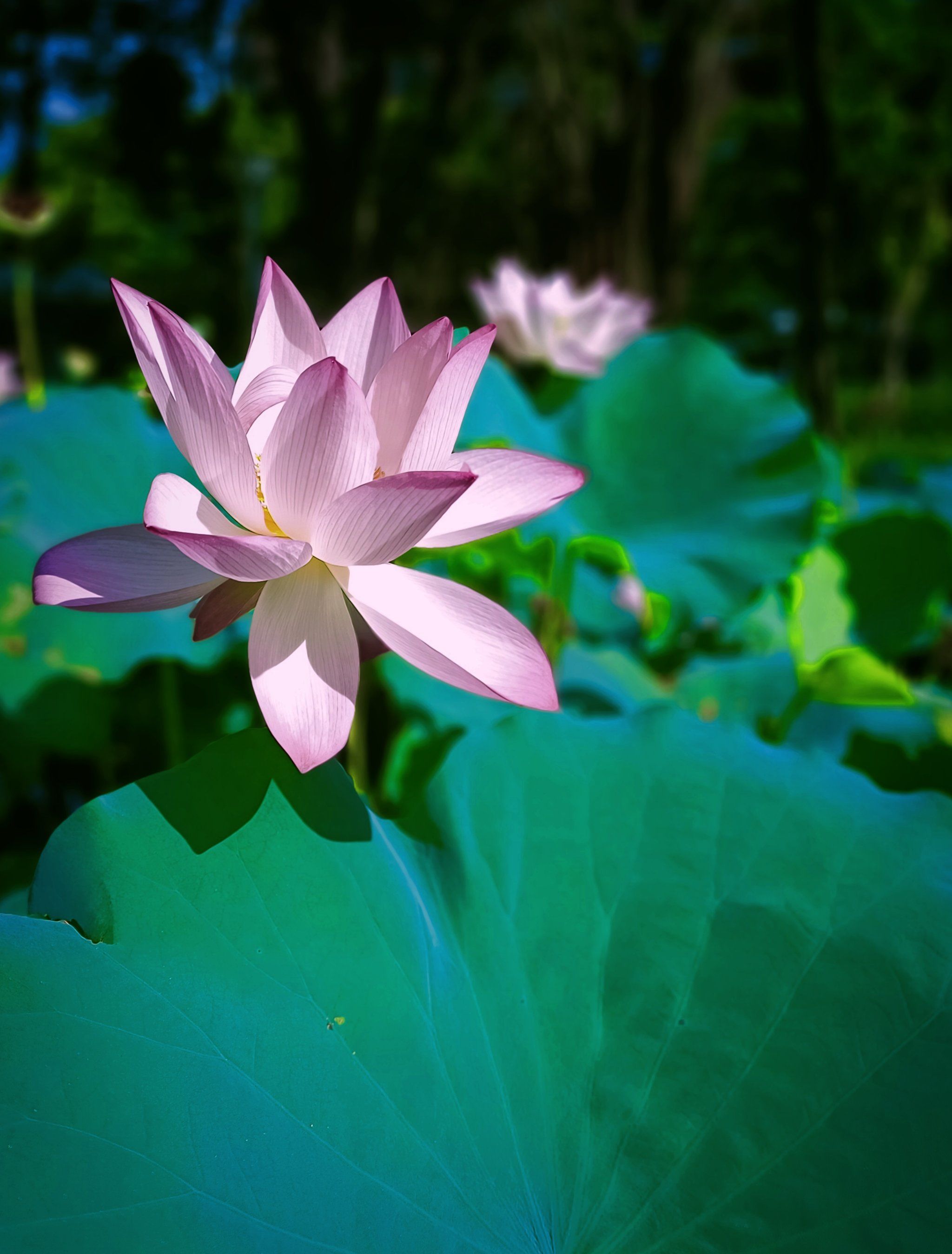 佛山亚艺公园[爱]:仙雾缭绕荷香来[玫瑰]