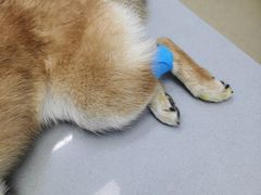 -爱侣宠医·鹦鹉专科·小型哺乳类·异宠专科(灵石路店)