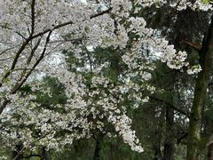 -武汉大学-樱园