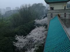 -武汉大学-樱园