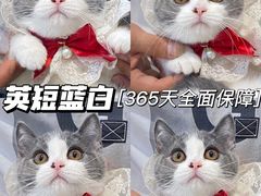 -lincat·猫舍(广州店)