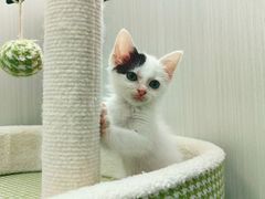 -东莞宠友24H宠物中心医院·转诊夜诊·异宠(新河北路院)