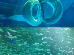 -上海海昌海洋公园