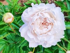 -洛阳市隋唐城遗址植物园