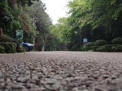 -铁山坪森林公园